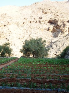 エヴァンソンの畑