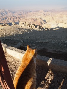 絶景と猫