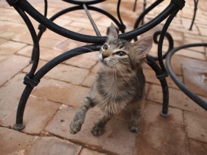 もちろん猫との出会いも