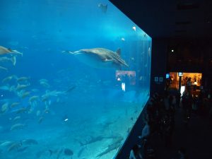 ちゅら海水族館のジンベイザメ