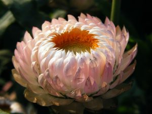 chrysanthemum