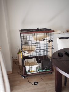 猫のケージ