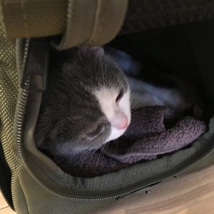 キャリーバッグと猫