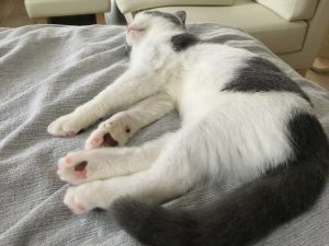 眠る猫