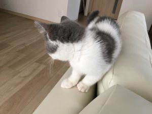 キャットウォーク