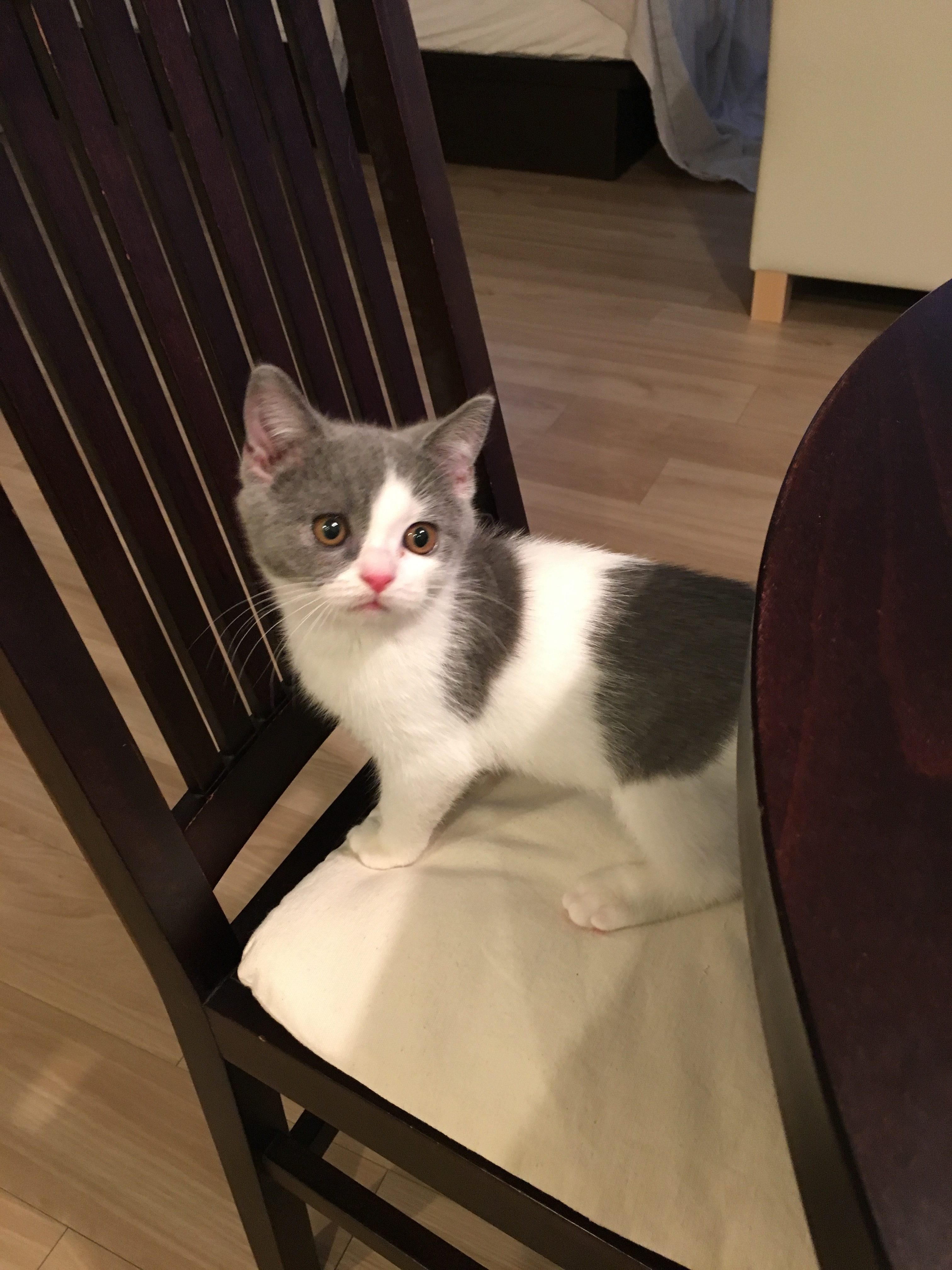 最近の猫との暮らしの中で - オンナおひとりさま極楽生活