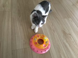 猫のオモチャ