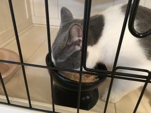 猫とウェットフード