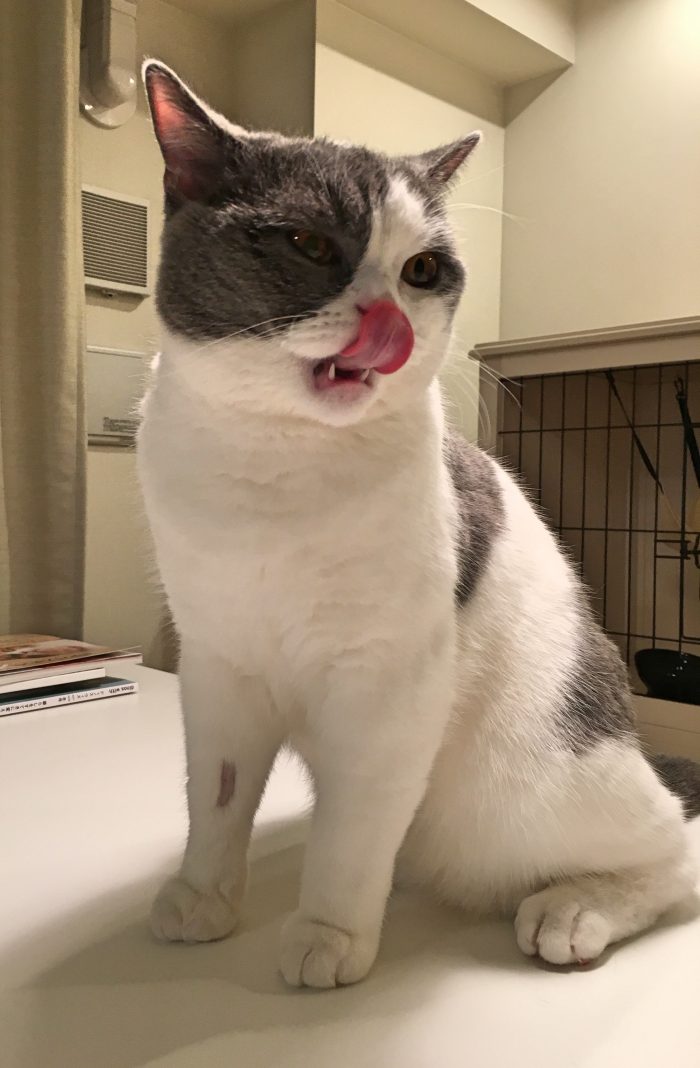 猫
