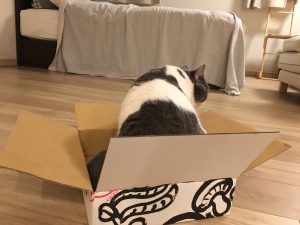 猫と箱