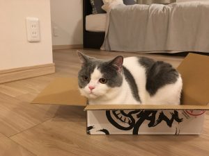 猫と箱
