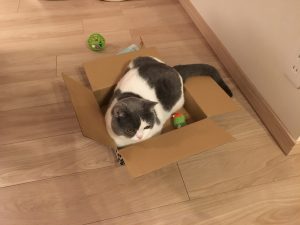 猫と箱