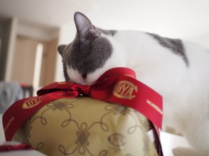 猫とパネトーネ