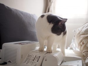 猫と布団乾燥機