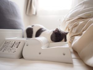 猫と布団乾燥機