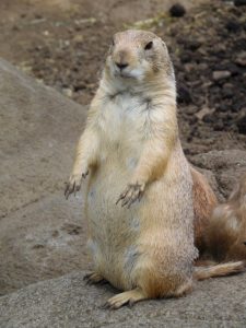 プレーリードッグ