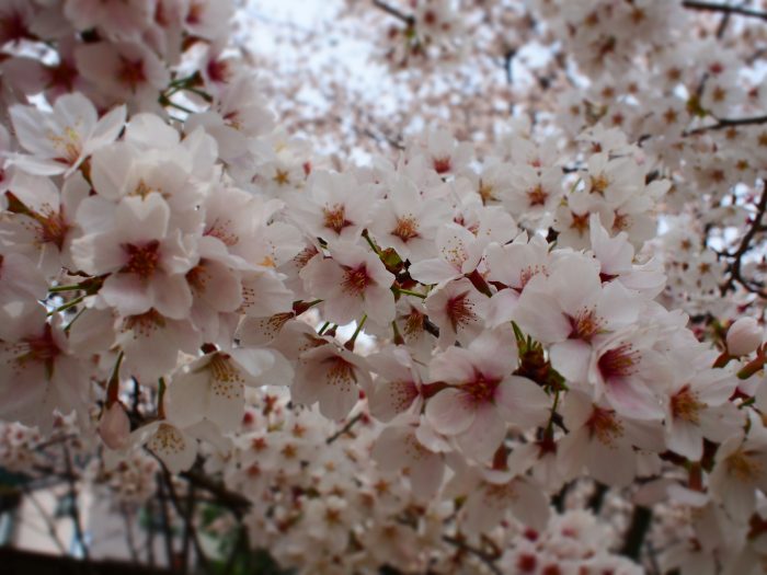 桜