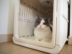 キャリーケース