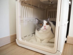 キャリーケース