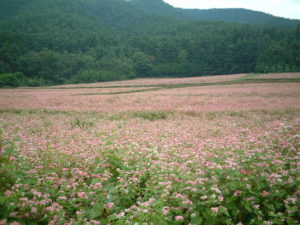 蕎麦畑