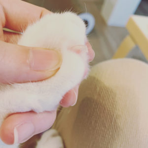 猫の爪