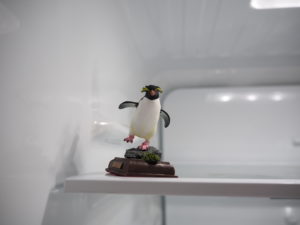 イワトビペンギン