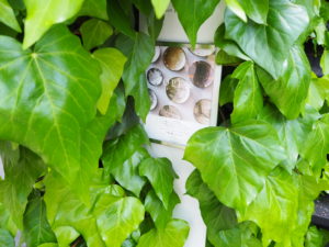 エッセンス京都