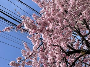 桜