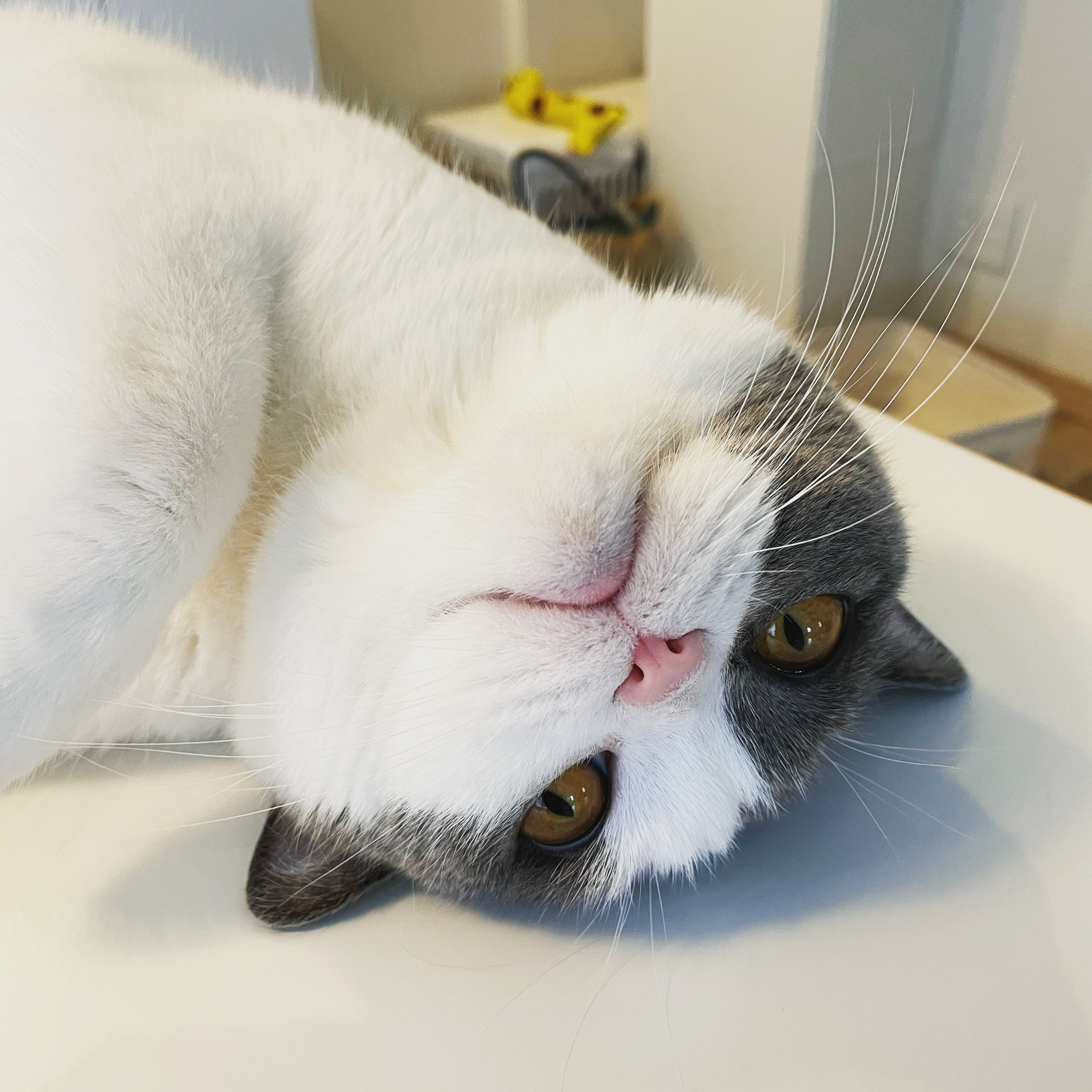 大量の猫の写真をどうやって保存する！？ - オンナおひとりさま極楽生活