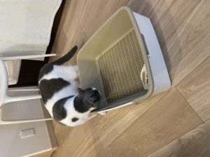 猫のトイレ