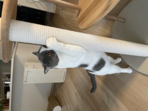 キャットタワー