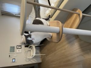 キャットタワー