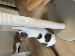 キャットタワー