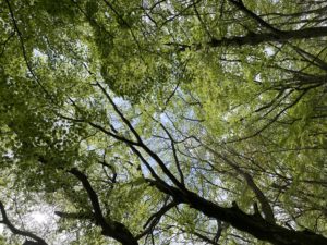 ニコライ・バーグマン