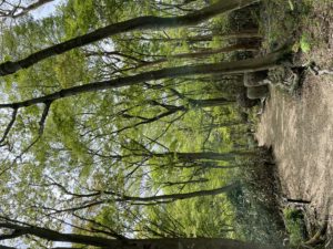 ニコライ・バーグマン