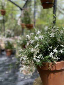 ニコライ・バーグマン