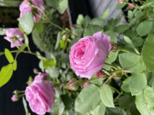 ニコライ・バーグマン