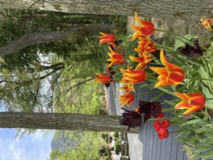 ニコライ・バーグマン