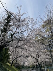 桜