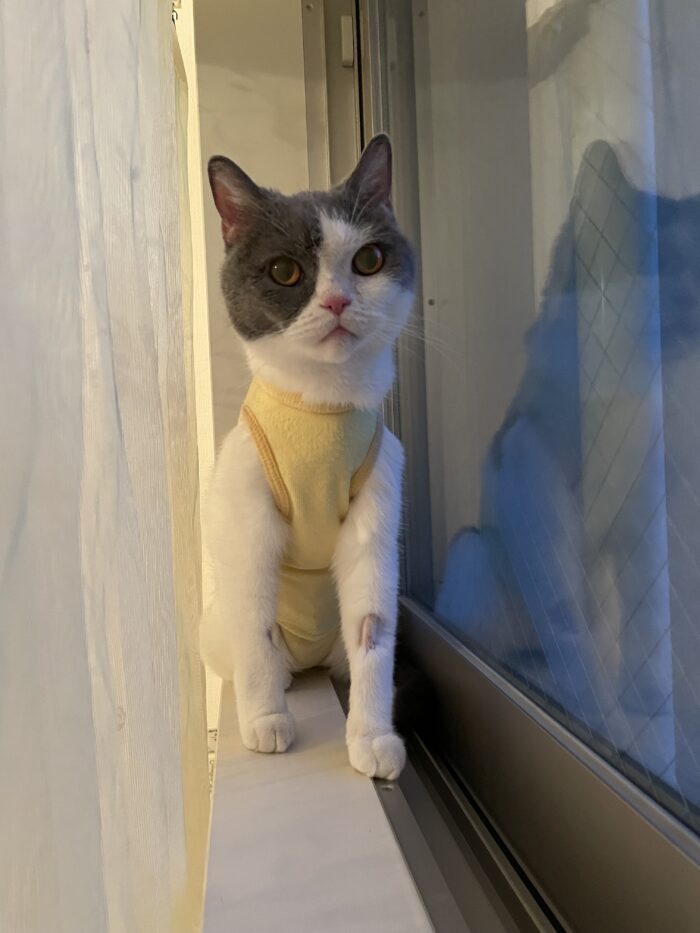 猫