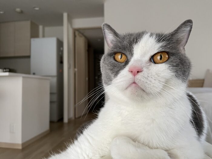 猫