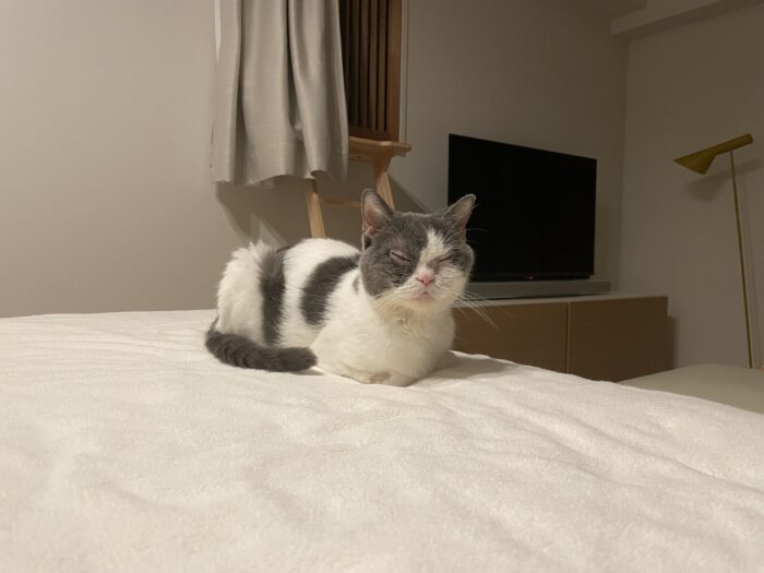 猫