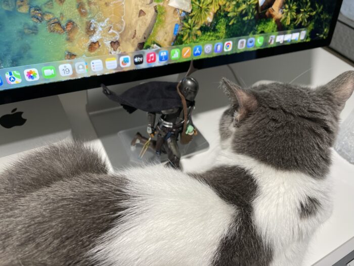 猫